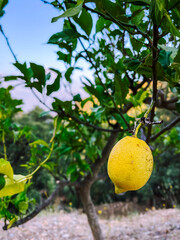 Close up lemon on tree
