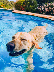 Smiling Labrador swimming in the pool
