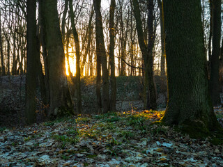 Beautiful forest in early spring. Leafless trees at sunset. Atmospheric March forest.