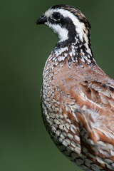 Northern Bobwhite close-up portrait