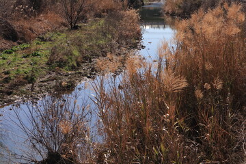 柔らかな日差しを受けて輝く小川とススキ