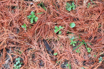 メタセコイアの落ち葉の隙間から顔を出す小さな草々 - obrazy, fototapety, plakaty