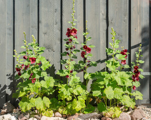 Old Fashioned Hollyhocks (Alcea rosea). Grandma's flower garden. Vintage flowers from Grandma’s garden.