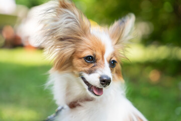 Portrait of a papillon purebreed dog in a meadow. A close up of a papillon dog. The Papillon, also called the continental toy spaniel.