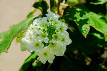柏葉紫陽花の白い花