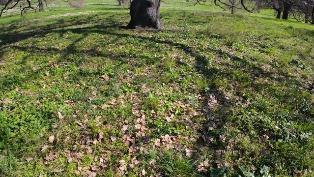 Nature in Villa Doria Pamphilj - Rome