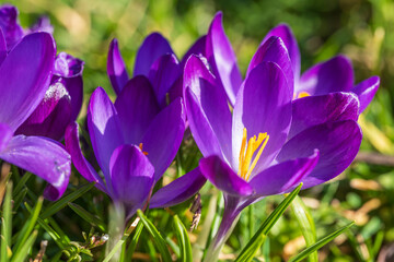 Close-up of purple blooming crocuses in the park of Wiesbaden