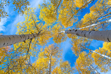 Autumn Aspens in Colorado