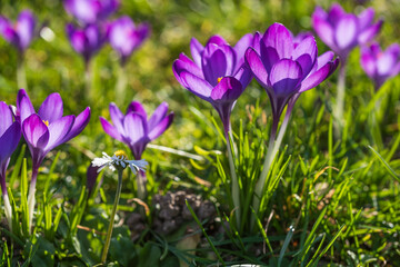 Close-up of purple blooming crocuses in the park of Wiesbaden