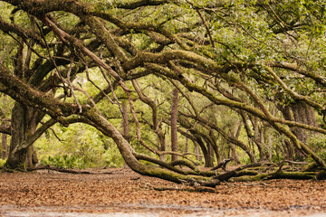 Large Live Oak Trees making a Canopy in the National Forrest of Florida.