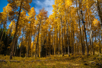 Autumn Brings Gold Fall Foliage to Colorado's High Country