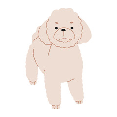 Poodle 1 cute on a white background, png illustration.