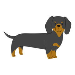 Dachshund 1 cute on a white background, png illustration.
