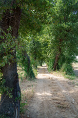 Country road near Cepagatti, Abruzzo, Italy