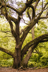 A very Large Oak tree canopy in the National Forest in Florida.