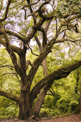 Fototapeta premium A very Large Oak tree canopy in the National Forest in Florida.