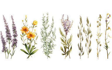 Assorted Flowers. A vibrant assortment of various types of flowers displayed. on White or PNG Transparent Background.