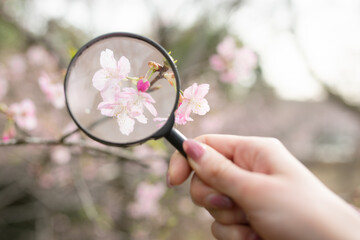 咲き始めた桜を虫眼鏡で見る女性の手