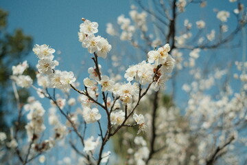 梅の花