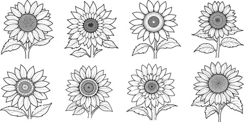 Vector Sunflowers illustration set, Black and White Floral outline set, Sunflower summer clipart