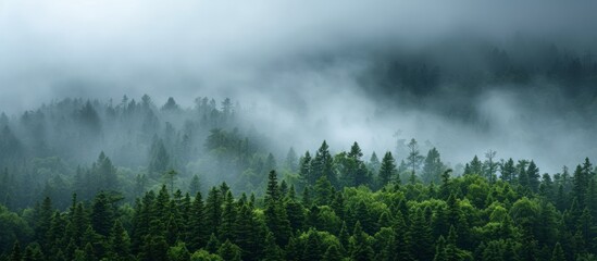 A foggy natural landscape with trees in the foreground and a cloudy sky in the background, creating a mystical atmosphere