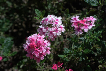 Flores en los jardines,en las casas nos regalan sus aromas y colores.