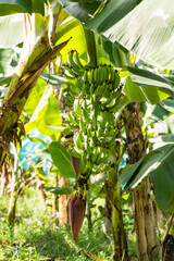 Magnifique régime de bananes encore vertes hors sac, sur son bananier dans une plantation