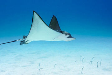 Spotted eagle ray - Aetobatus narinari