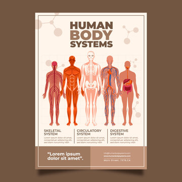 Flat human body organ systems poster template with infographic about anatomical organs
