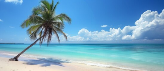 Fototapeta na wymiar Tranquil palm tree on sandy beach under clear blue sky, tropical paradise vacation destination