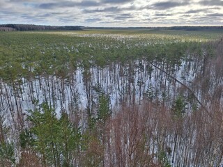 bog in winter