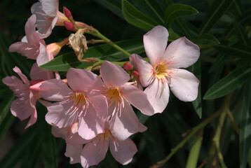Fototapeta premium Flores en los jardines,en las casas nos regalan sus aromas y colores.
