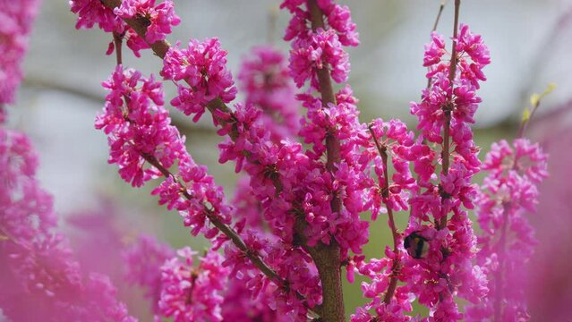 Pink Flowers On Judas Tree With Bombus Pascuorum Working. European Tsertsis. Close up.