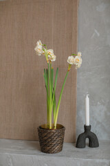 Narcissus houseplant, candle in a stylish ceramic candlestick on the mantelpiece in a living room. 
