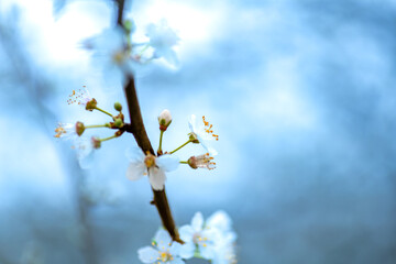 A Spring background, backdrop, with macro close up of Cherry blossom with a blue daylight bokeh.