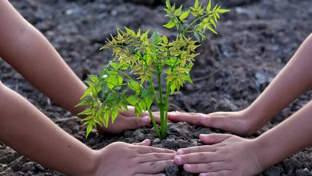 Children are using their hands to plant a trees in order to grow into big trees to make the environment better. Environmental conservation.