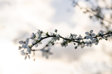 Branches of Cherry blossom with warm sunlight bokeh. Spring concept, background.