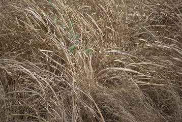 Texturas,detalles todas esas cosas que nos rodean.