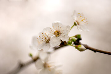 Branches of Cherry blossom with warm sunlight bokeh. Spring concept, background.