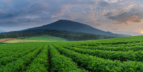 Morning view of a highland area filled with vegetable farming land. Green land in mountainous areas