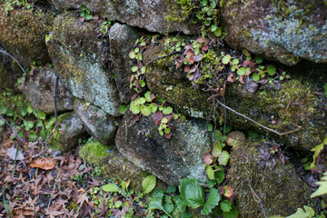 苔で覆われた古い石垣