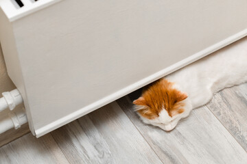 domestic cat lies under the heating radiator.