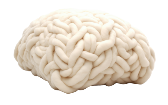 Large White Brain. A photograph showcasing a large white brain on White or PNG Transparent Background.