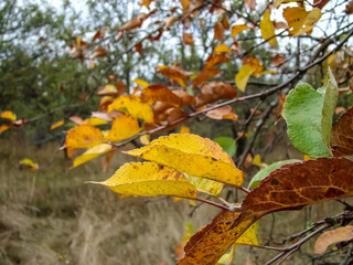 Autumn leaves close up in cool windy weather.