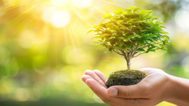 photo stock hand hold tiny tree, green peace theme, nature blur background, natural light