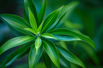 Fototapeta premium Elegant Dracaena Plant in Soft Light
