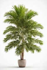 areca palm tree isolated on a white