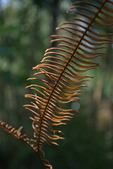 Hojas de los arboles,dan sombra hasta su fin.