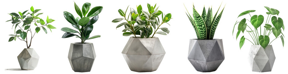 Lush green potted plant. Vibrant green houseplant in a modern concrete pot isolated on transparent background