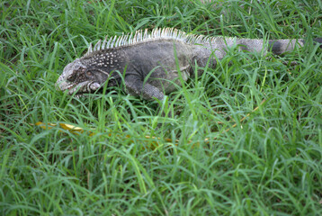 Iguanas,animales gentiles casi prehistoricos.
